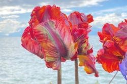 Morges : Fête de la Tulipe 2024